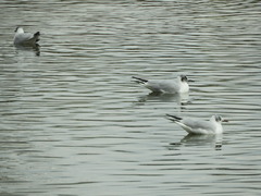 Chroicocephalus ridibundus