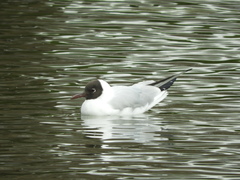 Chroicocephalus ridibundus
