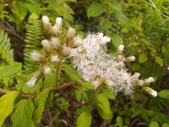 Vernonia saepium