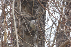 Curruca melanocephala