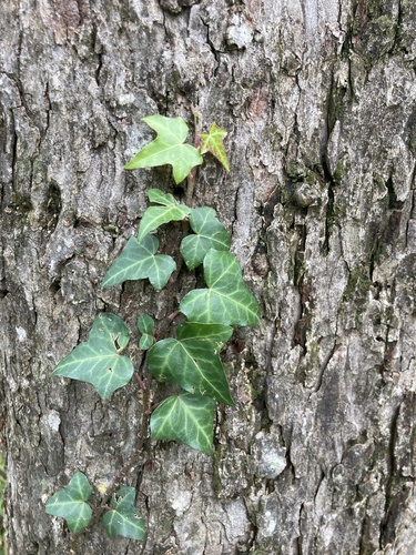 Hedera helix image