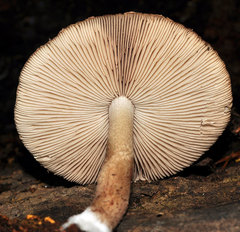 Coprinopsis melanthina