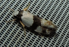 Zonopetala decisana