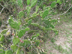 Opuntia arechavaletae