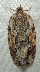 Thrincophora