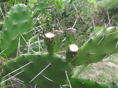 Opuntia arechavaletae