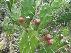 Opuntia arechavaletae