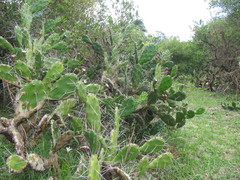 Opuntia arechavaletae