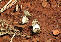 Heliopetes laviana