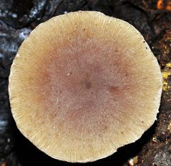 Coprinopsis melanthina