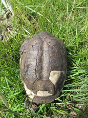 Acanthochelys spixii