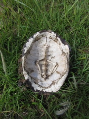 Acanthochelys spixii