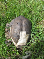 Acanthochelys spixii