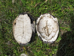 Acanthochelys spixii