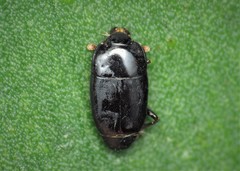 Platylomalus complanatus
