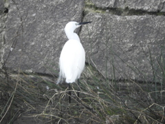 Egretta garzetta