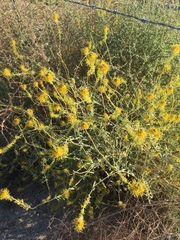 Cleomella palmeri