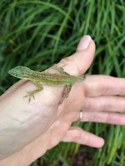 Anolis carolinensis