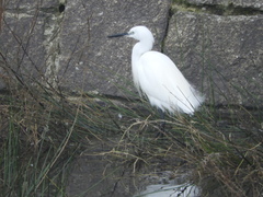 Egretta garzetta