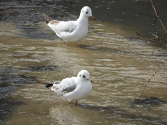 Chroicocephalus ridibundus