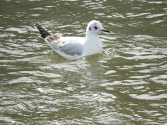 Chroicocephalus ridibundus