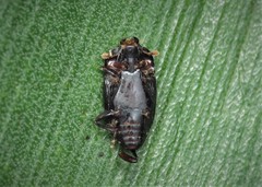 Platylomalus complanatus