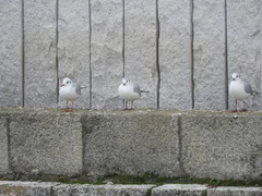 Chroicocephalus ridibundus