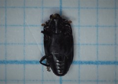 Platylomalus complanatus