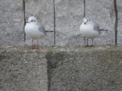 Chroicocephalus ridibundus