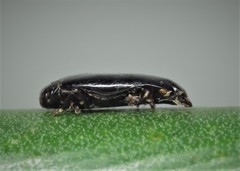 Platylomalus complanatus