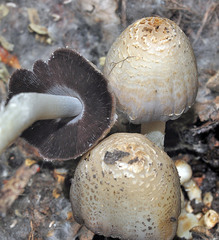 Coprinopsis strossmayeri