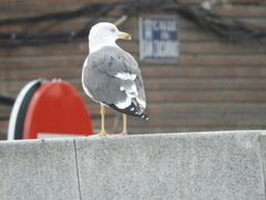 Larus fuscus