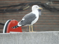 Larus fuscus