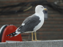 Larus fuscus