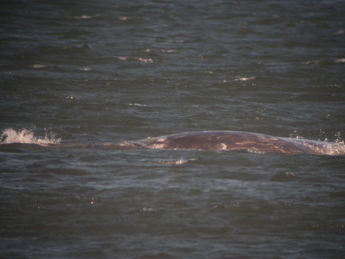 Grey Whale photographed in Oregon