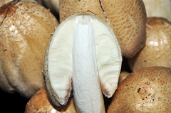 Coprinopsis strossmayeri