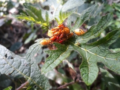 Coreidae