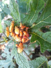 Coreidae