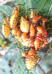 Coreidae
