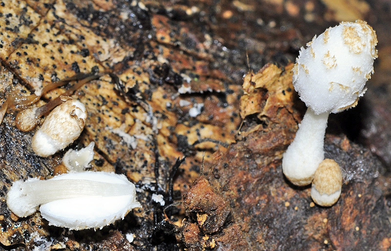Coprinopsis tigrinella