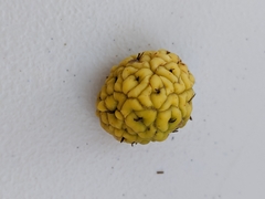 Maclura pomifera