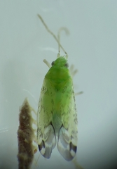 Macrotylus atricapillus