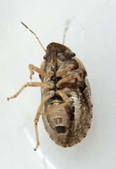 Sciocoris deltocephalus