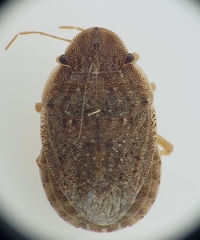 Sciocoris deltocephalus