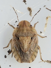 Sciocoris sulcatus