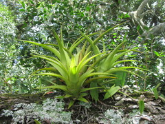 Aechmea recurvata