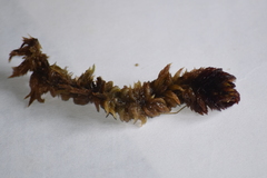 Subsecunda