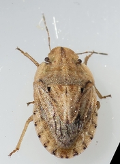Sciocoris sulcatus