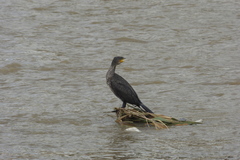 Phalacrocorax carbo