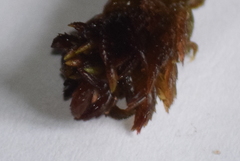 Subsecunda
